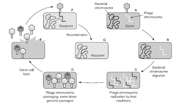 2110_Generalized and specialized transduction.png